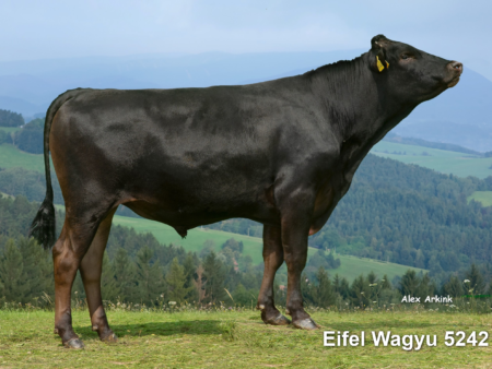 Lot 1: Trächtigkeit EWCFS05242 x WGGF25W4810 100% Fullblood mit Erwartungswert BFI 729  inkl. F1 Trägertier/Recipient