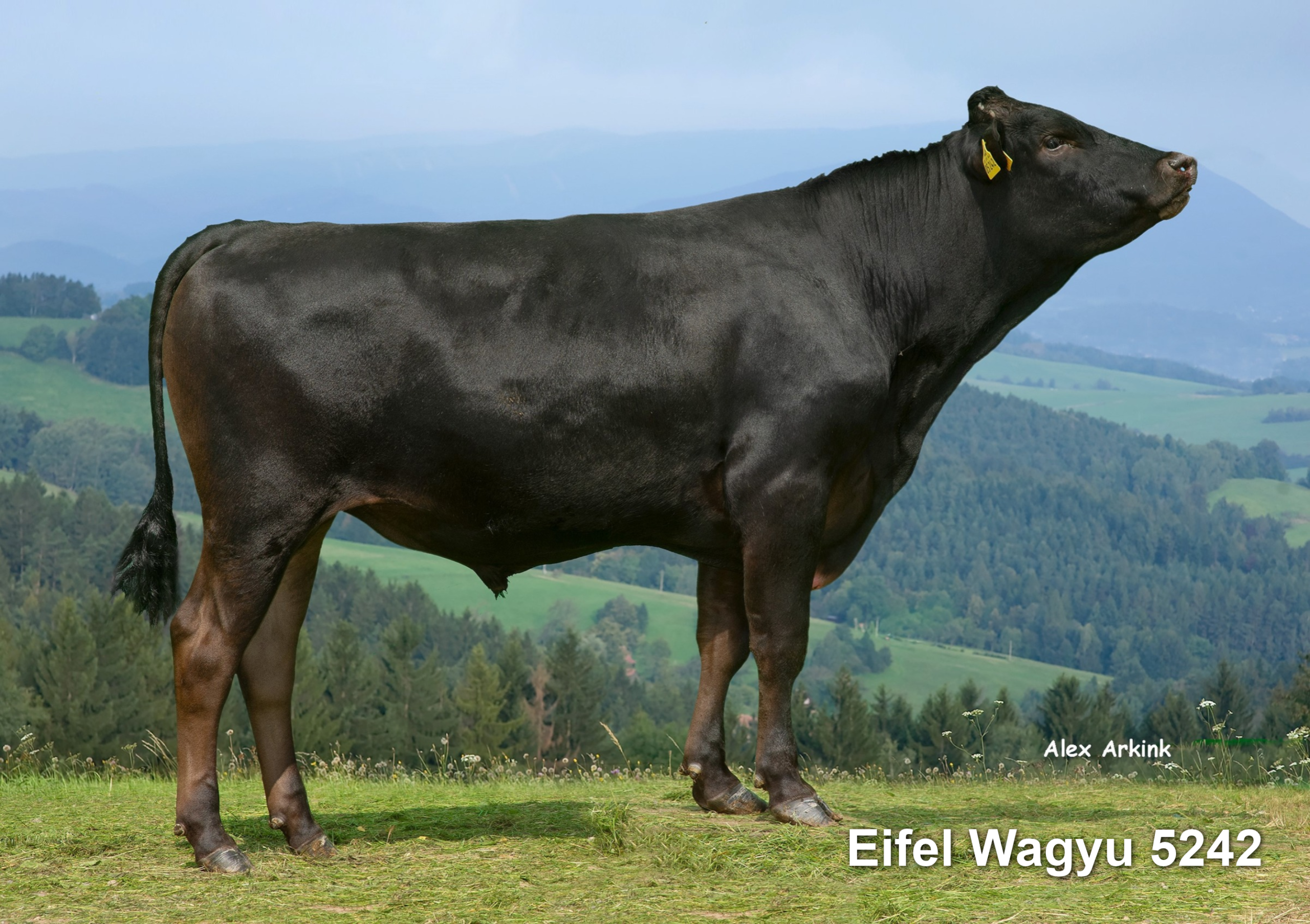 Lot 20: Wagyu Sauerland 25W77313 100% Fullblood