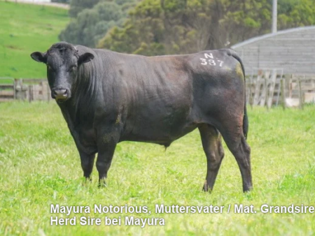Lot 20: Wagyu Sauerland 25W77313 100% Fullblood