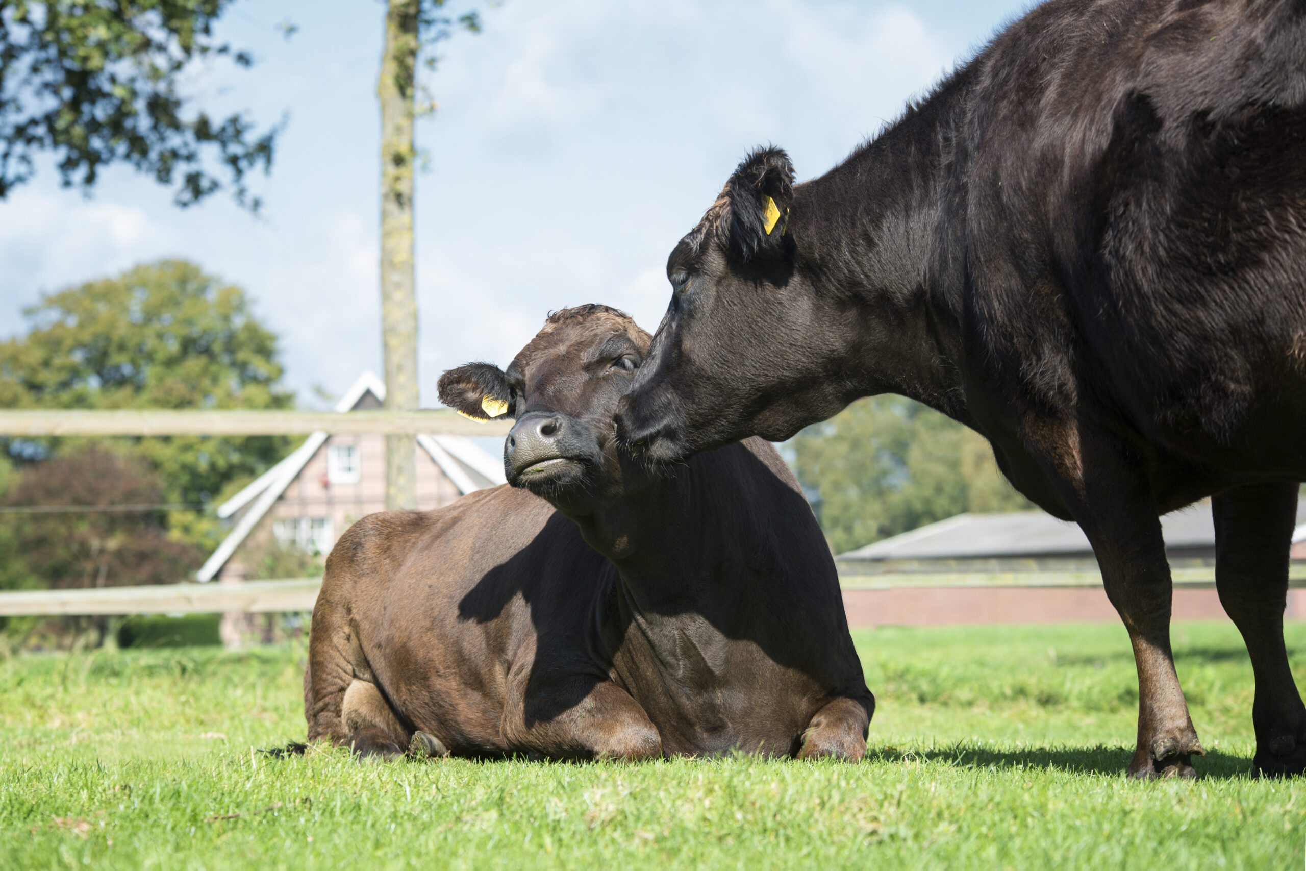wagyu-herd-holtmann_20140922_0027 ohne Logo Wagyu-Kühe auf der Wiese