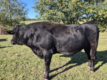 Lot 19: WDE Moon -ZUCHTBULLE- EU-Öko zertifiziert 100% Fullblood