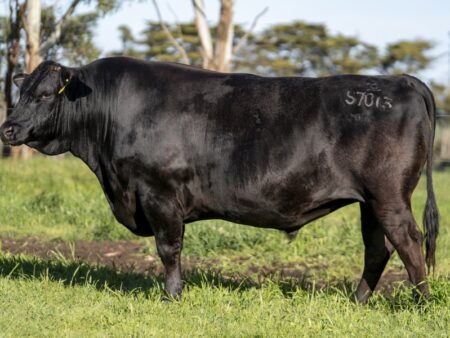 Lot E2: 3 Embryonen Klasse I Goldfinger BULFS7013 x Mymarblevo WHDF24V3708 x WDE Phoebe