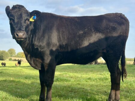 Lot 5: Holstein-Wagyu MarbleSato 100% Fullblood