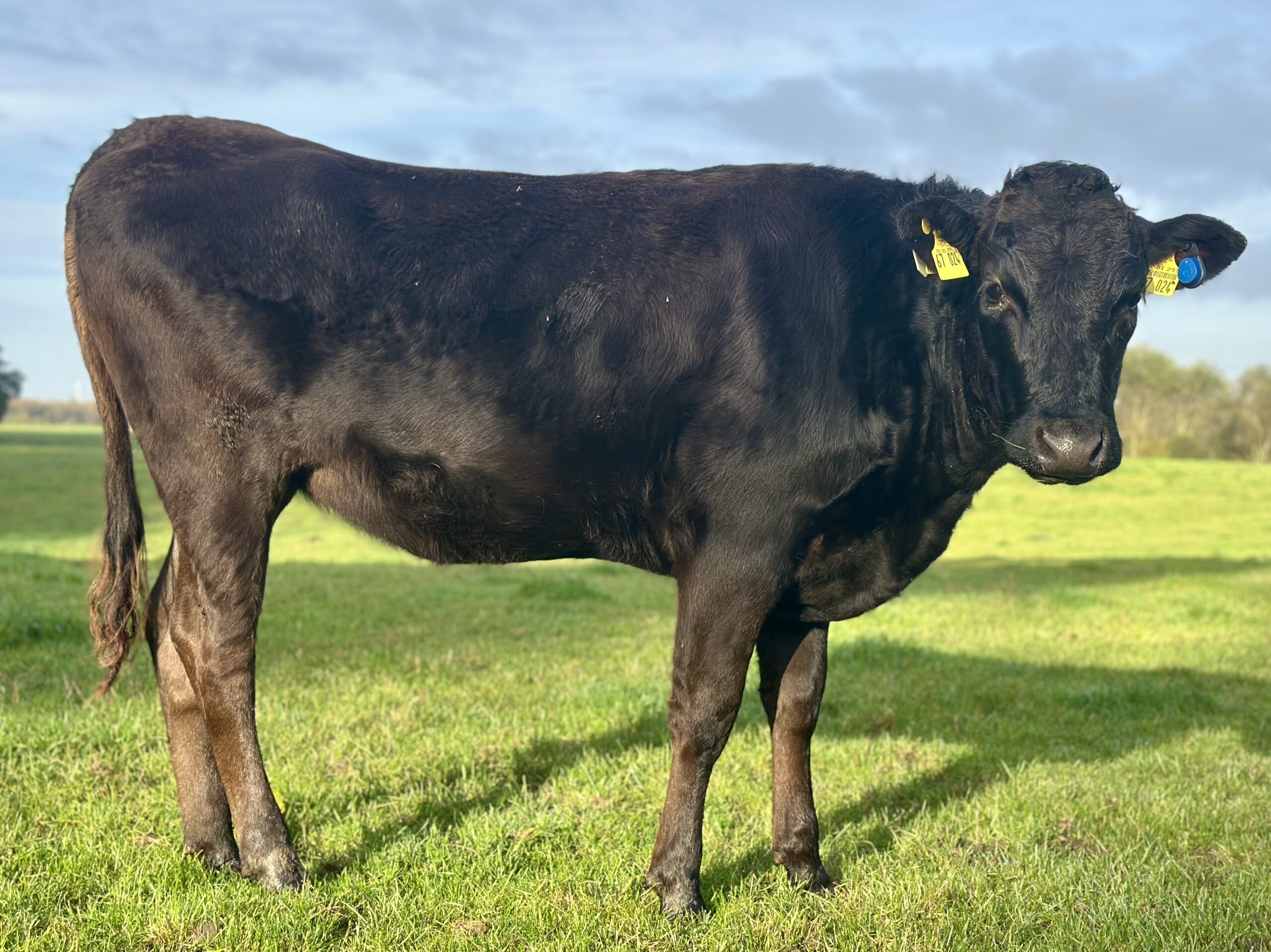 Lot 5: Holstein-Wagyu MarbleSato 100% Fullblood