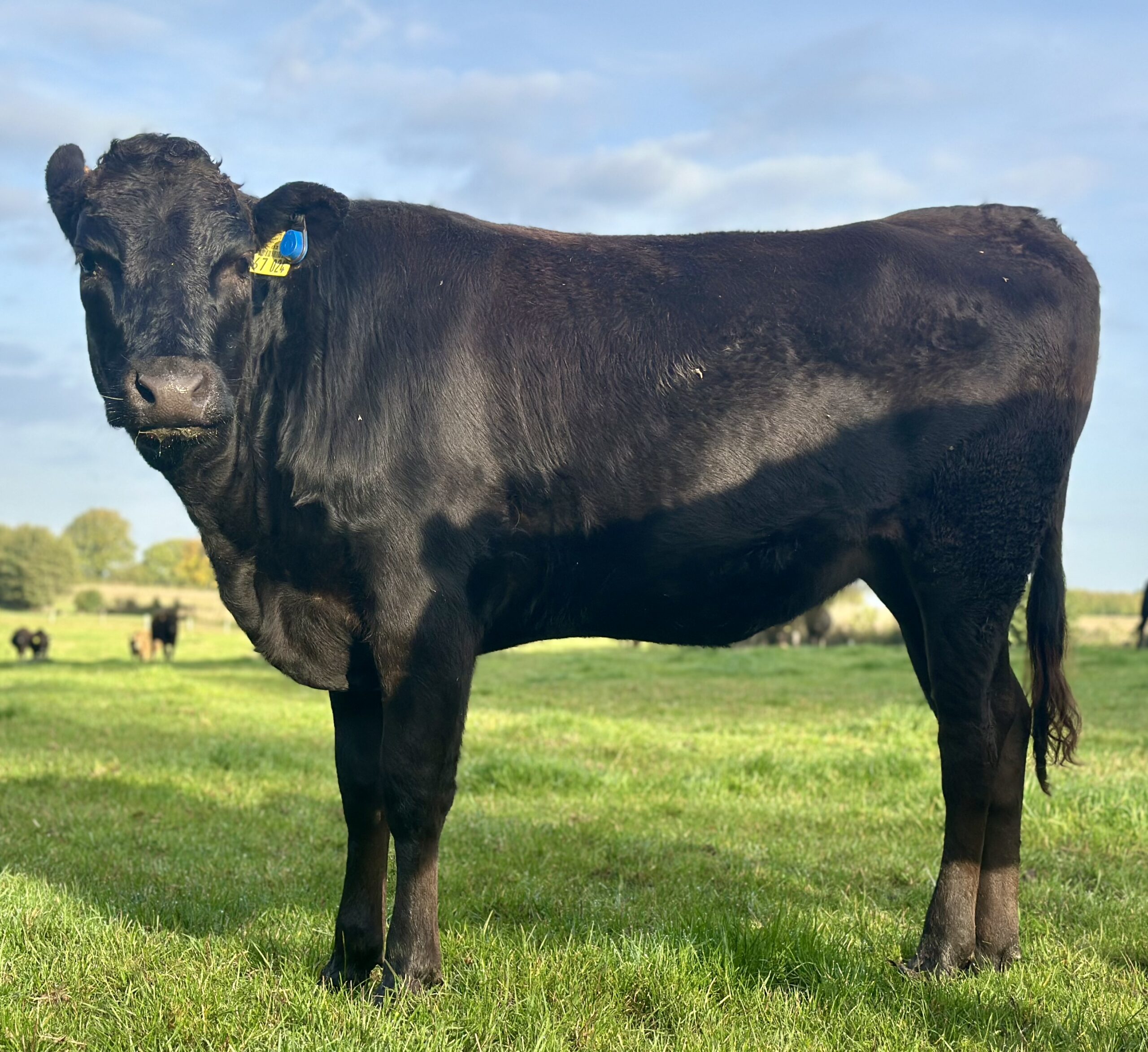 Lot 5: Holstein-Wagyu MarbleSato 100% Fullblood