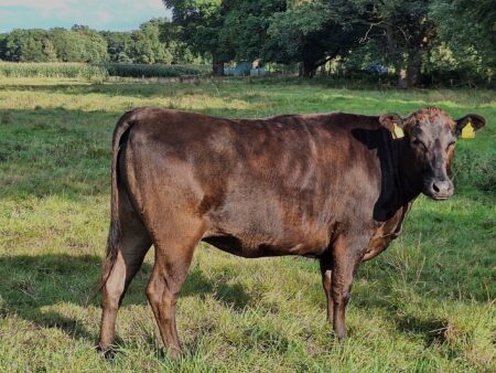 Lot 12: Ayuni                                               100% Fullblood