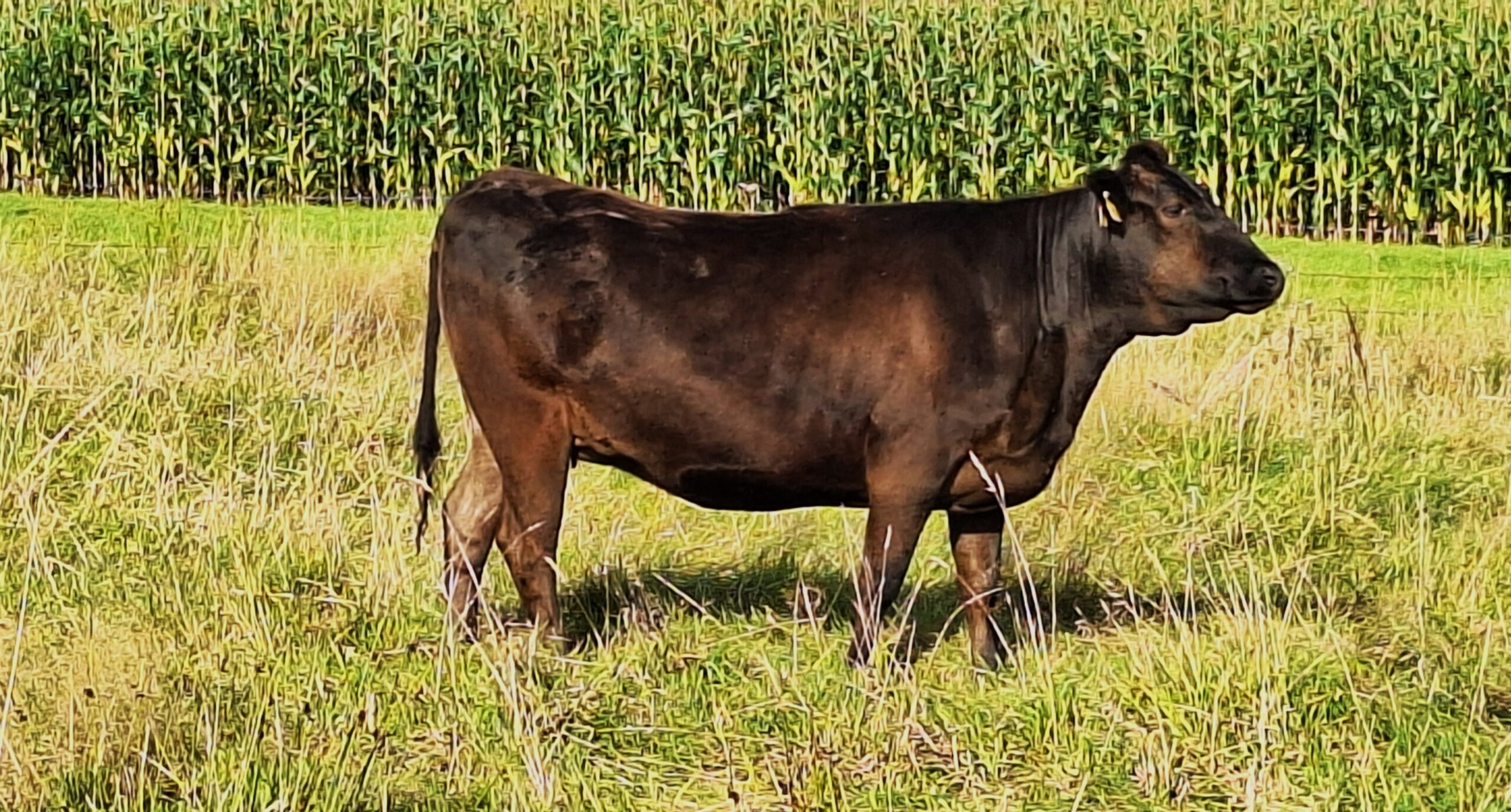 Lot 11: Maiko                                                     100% Fullblood
