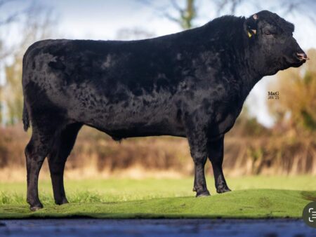 Lot S1: 6 Spermaportionen / 6 Semen straws BALLINDRUM NESS BWLF23U0195