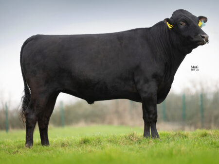 Lot S6: 2 Spermaportionen / 2 Semen straws Wyndford Banshee