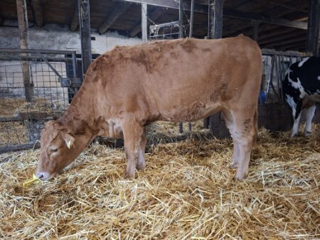 Lot 3: Wagyu DE Red Smile 100% Fullblood Red