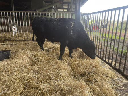 Lot 16: Pander - P -ZUCHTBULLE- Wagyu genetisch hornlos / polled