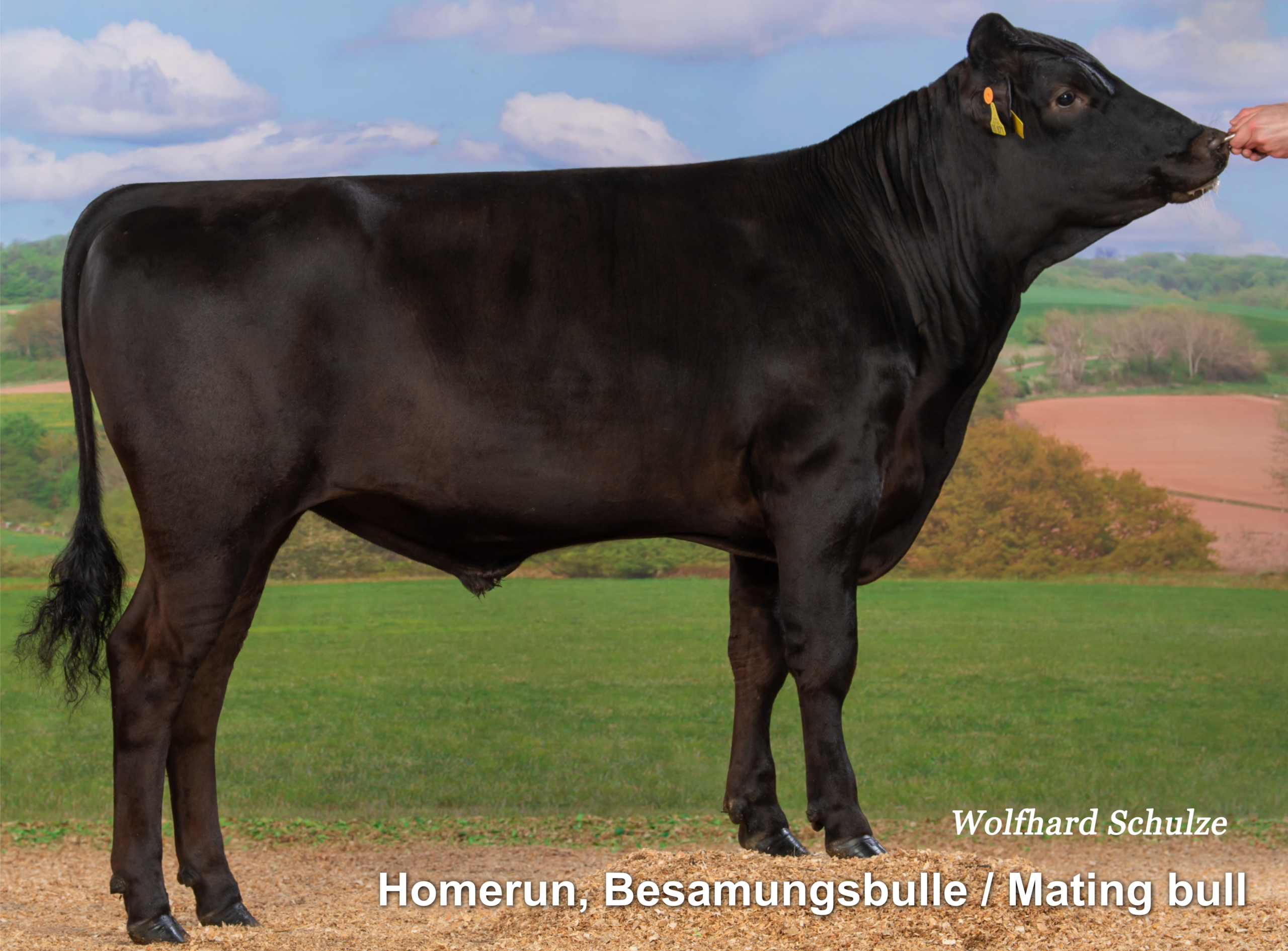 Lot 9: Wagyu Herdbuch V7488 100% Fullblood