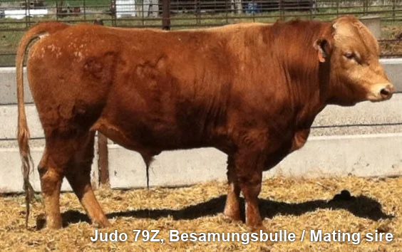 Lot 3: Wagyu DE Red Smile 100% Fullblood Red – Bild 4
