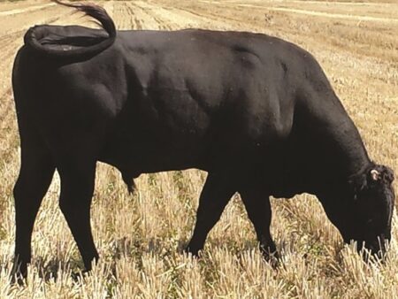 Lot S4: 3 Spermaportionen / 3 Semen straws LMR Itomoritaka "Rocky"