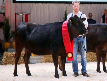 Lot E12: 4 Embryonen Klasse I Wyndford Itoguni 308H x WDE Lioba 550