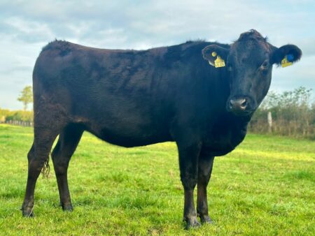 Lot 4: Holstein-Wagyu MarbleTana 100% Fullblood