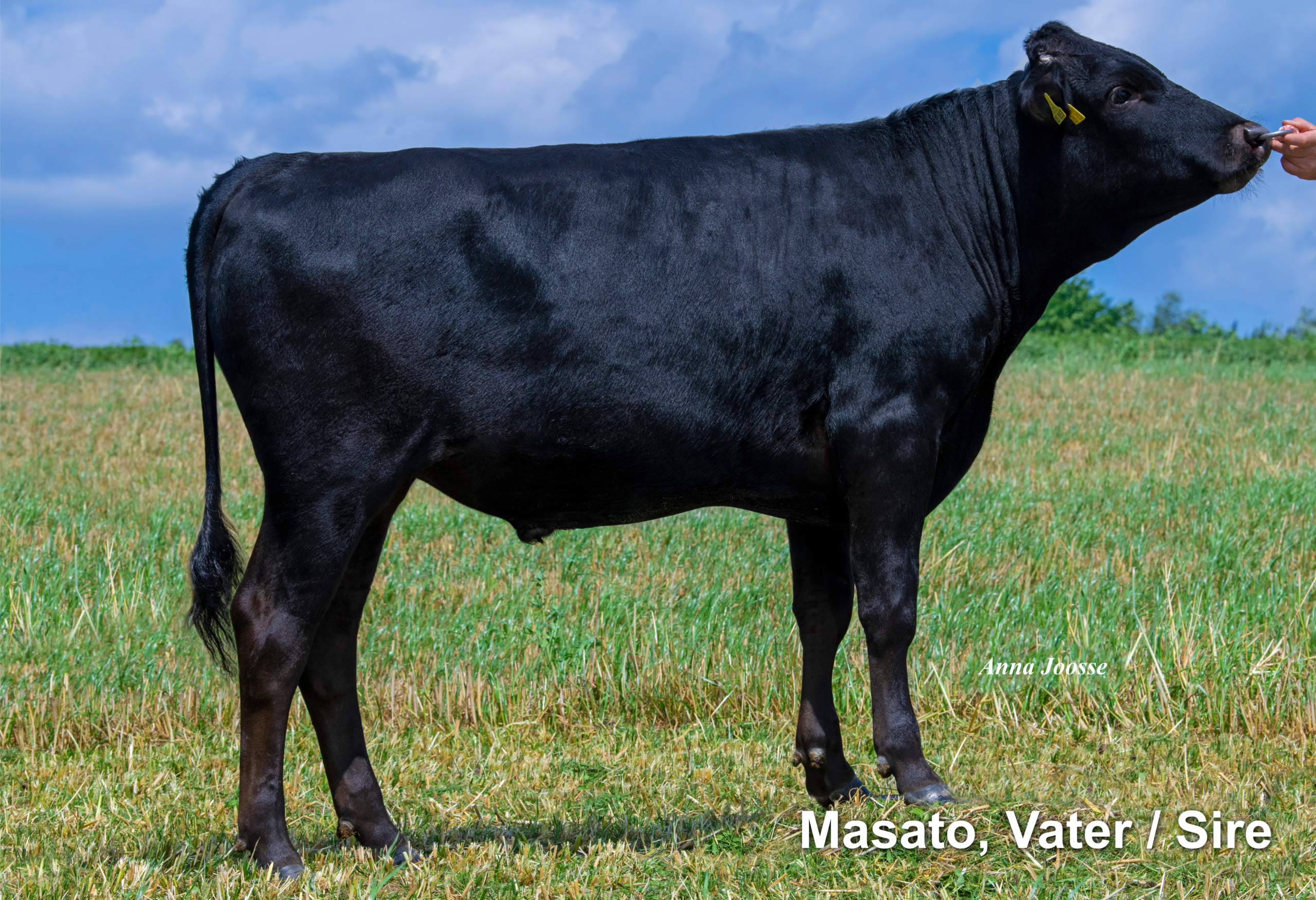 Lot 5: Holstein-Wagyu MarbleSato 100% Fullblood – Bild 3