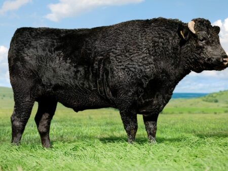 Lot S2: 2 Spermaportionen / 2 Semen straws MAYURA L10 ADBFL0010