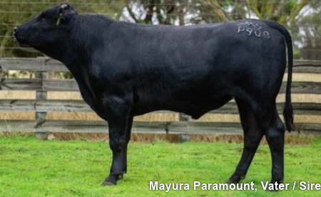 Lot 13: Spieler Wagyu 25W0902 -ZUCHTBULLE- 100% Fullblood