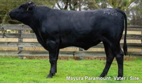 Lot 16: Pander – P -ZUCHTBULLE- Wagyu genetisch hornlos / polled