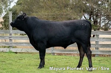 Lot 11: Maiko                                                     100% Fullblood