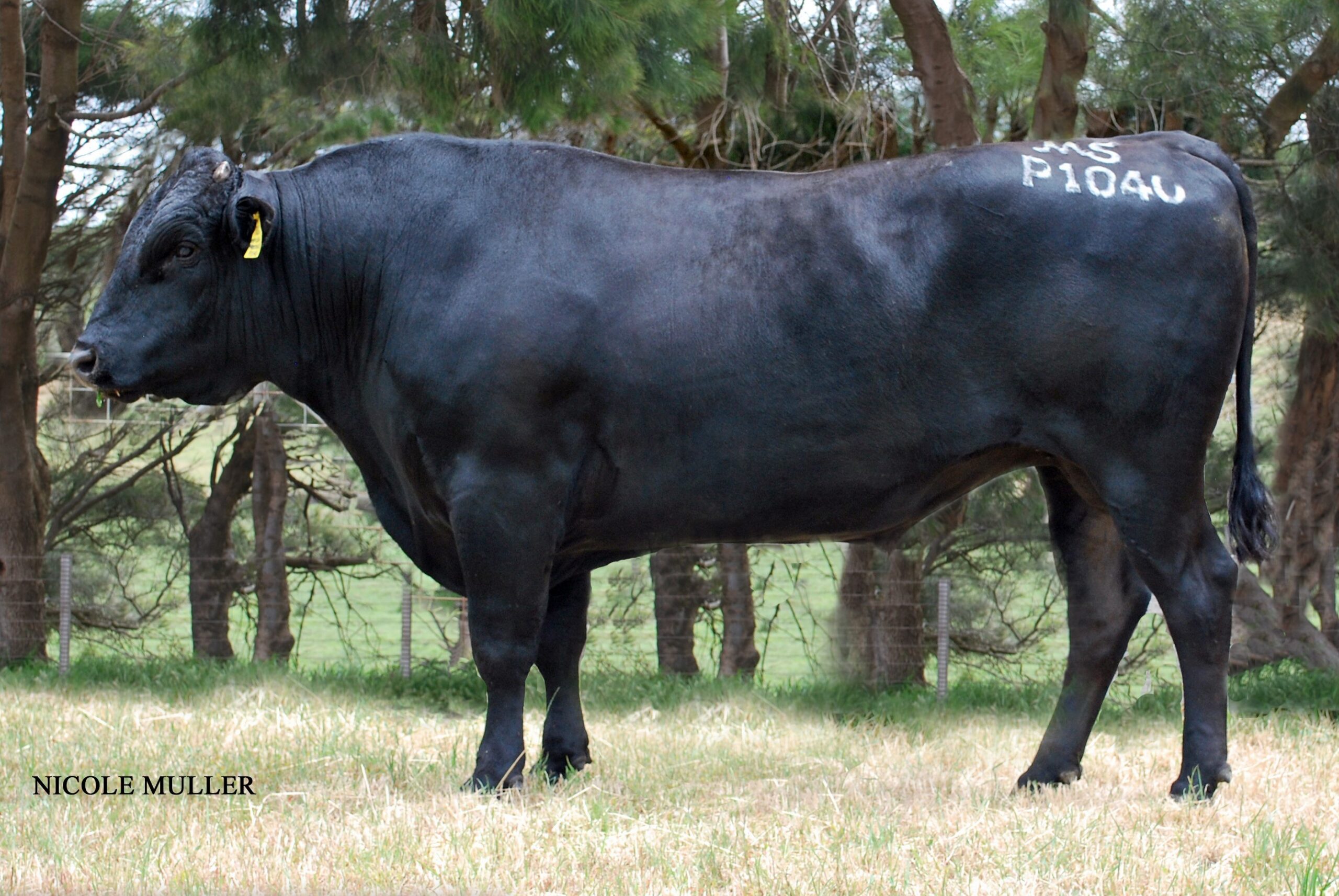 Lot E18: 4 Embryonen Klasse I Wyndford Itoguni 308H x MMXF23U08146