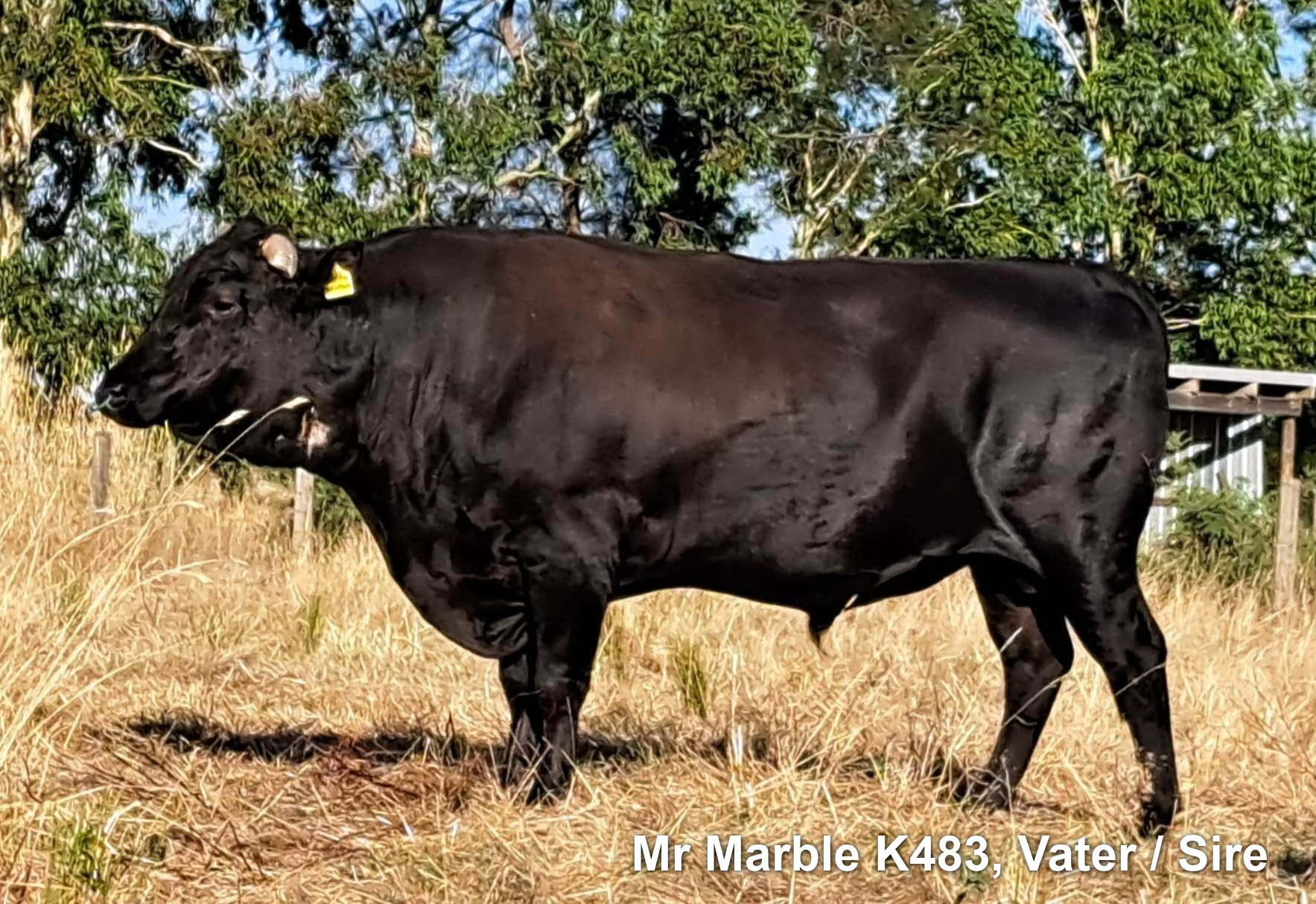 Lot 4: Holstein-Wagyu MarbleTana 100% Fullblood
