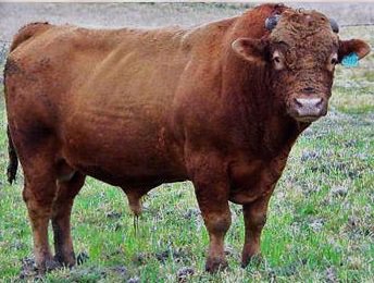 Lot E17: 5 Embryonen Klasse I Sumaku USAFB21961 x T&TFM719 100% Fullblood Rot