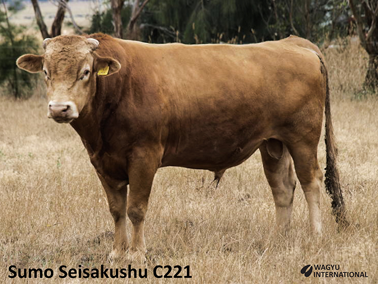 Lot 7: Wendy                                                      100% Fullblood Red