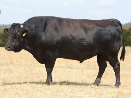 Lot E8: 4 Embryonen Klasse I Olive Grove Q38 x Terutani 8963