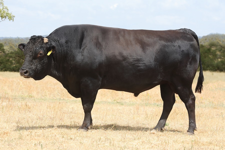 Lot E3: 5 Embryonen Klasse I Olive Grove Q38 x Debby