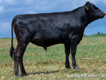 Lot 14: Sydney 14898 - P     Wagyu Hornlos / Polled