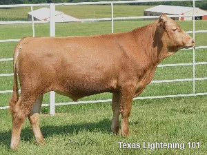 Lot 17: Polanski-P Red -ZUCHTBULLE- Wagyu Hornlos/Polled & Rot/Red