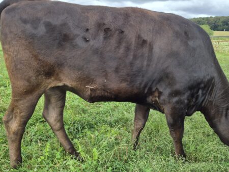 Lot 8: Wagyu Herdbuch Maily                                                100% Fullblood