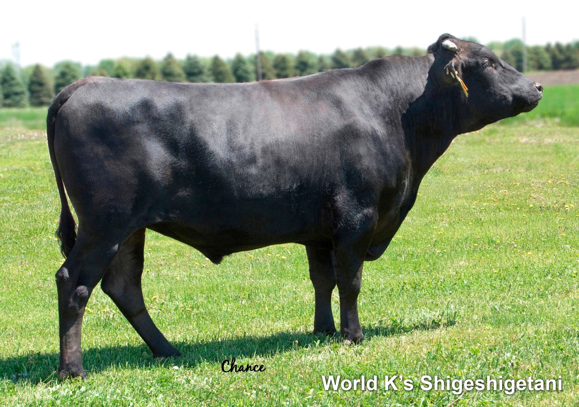 Lot 19: WDE Moon -ZUCHTBULLE- EU-Öko zertifiziert 100% Fullblood