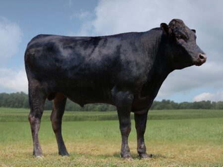 Lot E18: 4 Embryonen Klasse I Wyndford Itoguni 308H x MMXF23U08146