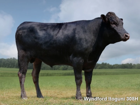 Lot E14: 3 Embryonen Klasse I Wyndford Itoguni 308H x Wagyu Fullblood 8955