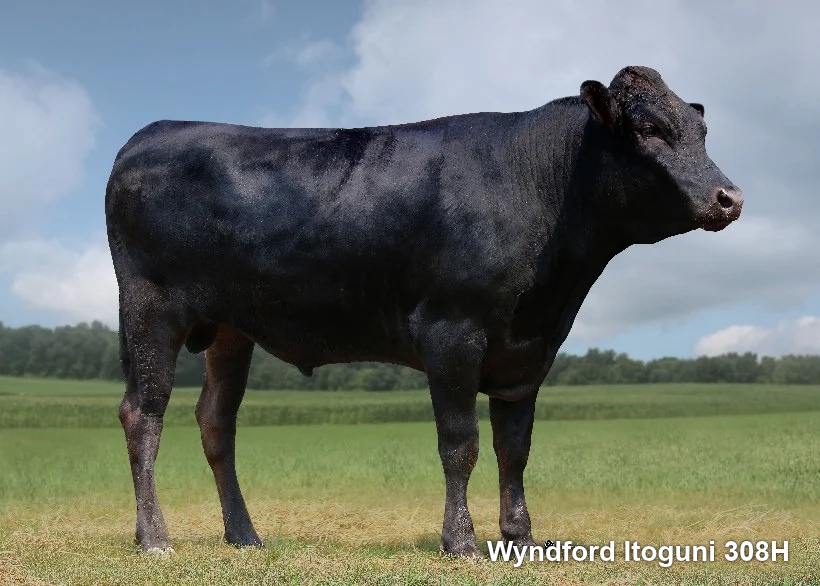 Lot 1: Trächtigkeit EWCFS05242 x WGGF25W4810 100% Fullblood mit Erwartungswert BFI 729  inkl. F1 Trägertier/Recipient