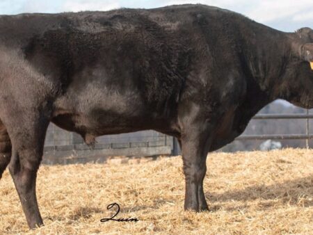 Lot S8: 4 Spermaportionen / 4 Semen straws TF Yasutani FB16583