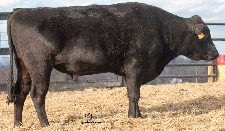 Lot S8: 4 Spermaportionen / 4 Semen straws TF Yasutani FB16583