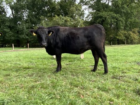 Lot 9: Wagyu Herdbuch V7488 100% Fullblood